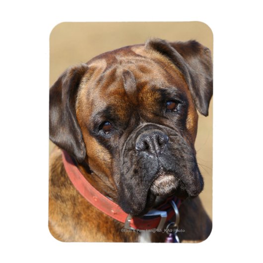 Brindle Boxer Dog Magneet (Verticaal)