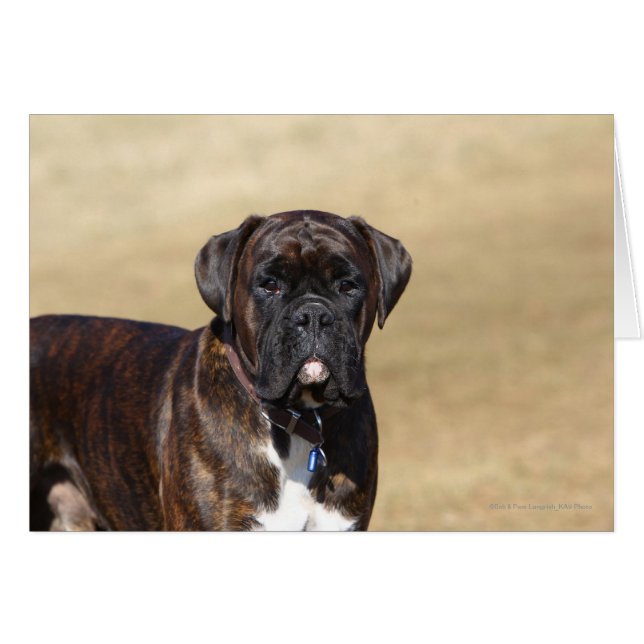 Brindle Boxer Dog Permanent (Voorkant Horizontaal)