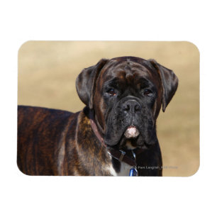 Brindle Boxer Dog Permanent Magneet
