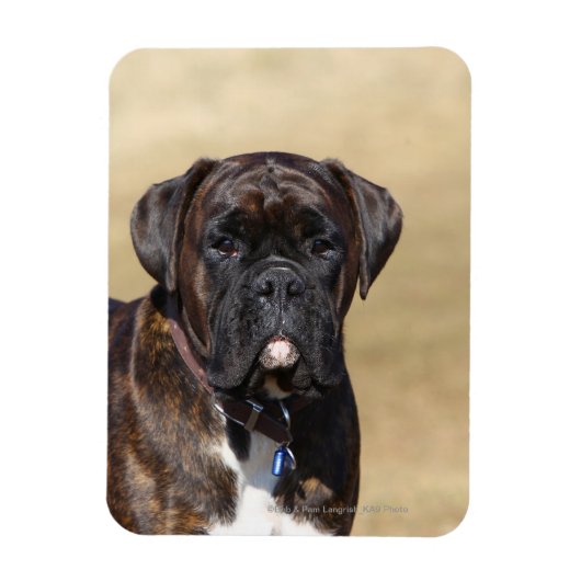 Brindle Boxer Dog Permanent Magneet (Verticaal)