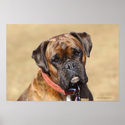 Brindle Boxer Dog Poster (Voorkant)