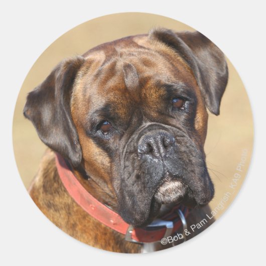 Brindle Boxer Dog Ronde Sticker (Voorkant)