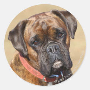 Brindle Boxer Dog Ronde Sticker