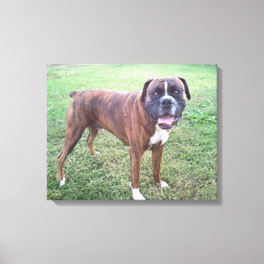 Brindle Boxer Hond Fotobehang Canvas Afdruk (Voorkant)