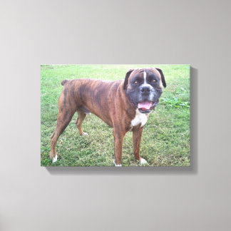 Brindle Boxer Hond Fotobehang Canvas Afdruk