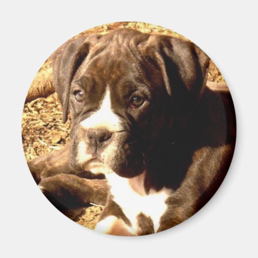 Brindle Boxer pup magneet (Voorkant)