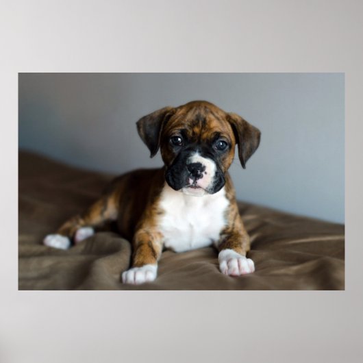 Brindle Boxer Puppy Poster (Voorkant)