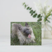 Brindle Cairn Terrier Briefkaart (Staand voorkant)