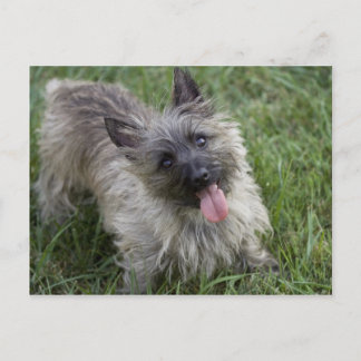Brindle Cairn Terrier Briefkaart