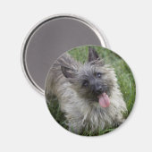 Brindle Cairn Terrier Magnet (Recto/Verso)