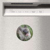 Brindle Cairn Terrier Magnet (In Situ (Lave-vaisselle))