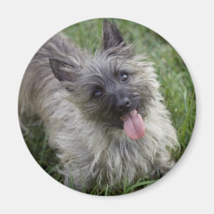 Brindle Cairn Terrier Magnet Magneet