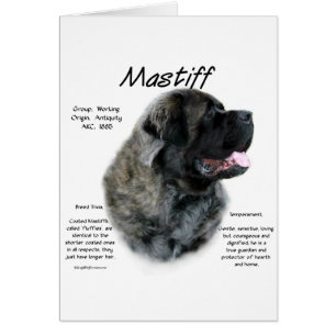 Brindle Fluffy Mastiff Historique