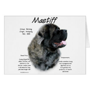 Brindle Fluffy Mastiff Historique