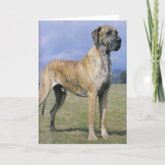 Brindle Great Dane wenskaart Kaart