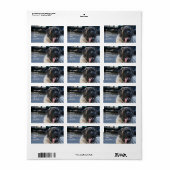 Brindle Mastiff Dog Etiket (Full Sheet)
