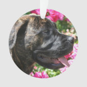 Brindle Mastiff puppy Ornament (voorkant)