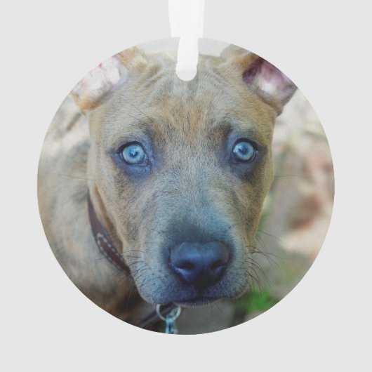 Brindle Pit Bull Puppy van Shirley Taylor Ornament (achterkant)