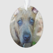 Brindle Pit Bull Puppy van Shirley Taylor Ornament (voorkant)