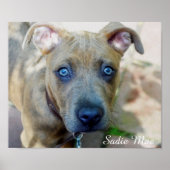 Brindle Pit Bull Puppy van Shirley Taylor Poster (Voorkant)