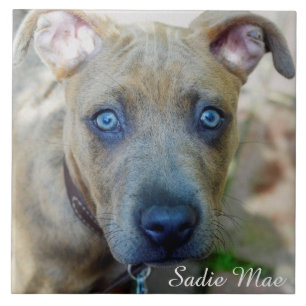 Brindle Pit Bull Puppy van Shirley Taylor Tegeltje