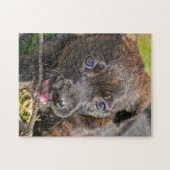 Brindle Puppy Chewing on Twig Legpuzzel (Horizontaal)