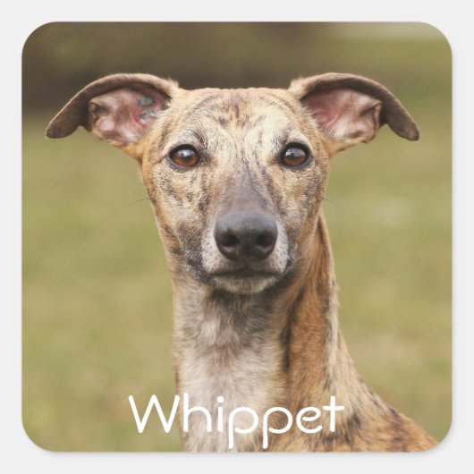 Brindle Whippet-Stickers Vierkante Sticker (Voorkant)