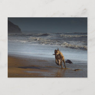 Brindled Lurcher Greyhound op Beach Briefkaart
