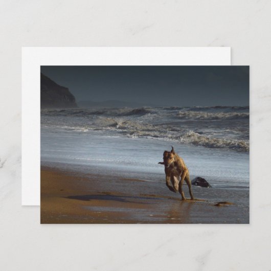 Brindled Lurcher Greyhound op Beach Briefkaart (Voorkant / Achterkant)
