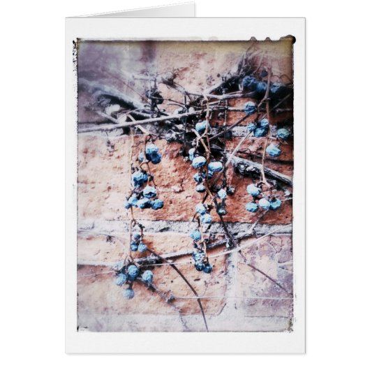 Briques et vigne d'hiver Toutes les occasions Vide (Devant)