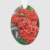 Brise rouge de Pyracantha (devant)