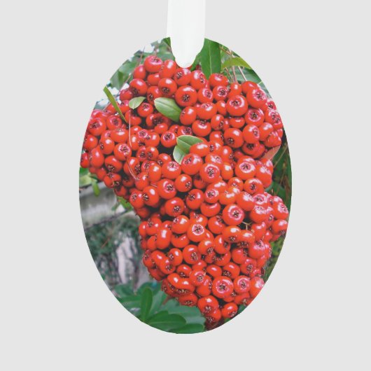 Brise rouge de Pyracantha (dos)