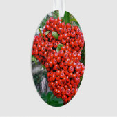 Brise rouge de Pyracantha (devant)