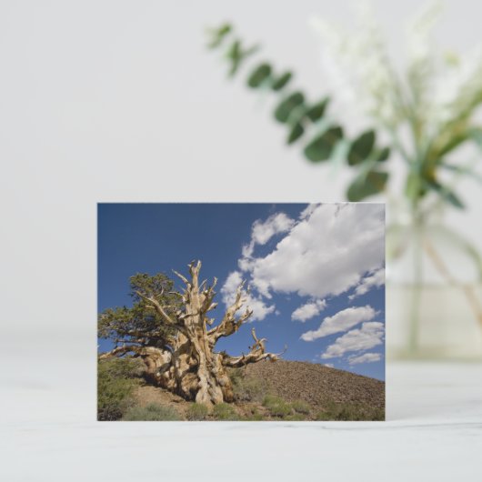 Bristlecone in het Ancient Bristlecone Forest, Briefkaart (Staand voorkant)