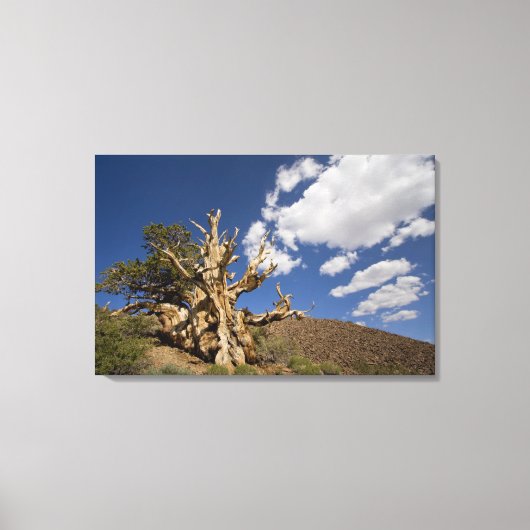 Bristlecone in het Ancient Bristlecone Forest, Canvas Afdruk (Voorkant)