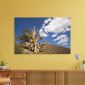 Bristlecone in het Ancient Bristlecone Forest, Canvas Afdruk (Insitu (Woonkamer))