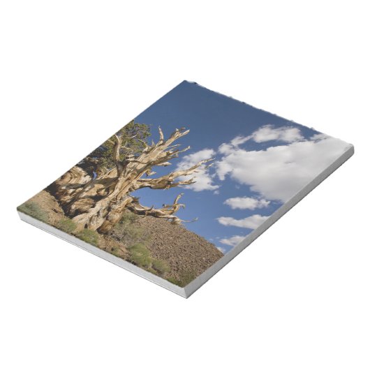 Bristlecone in het Ancient Bristlecone Forest, Notitieblok (Gedraaid)