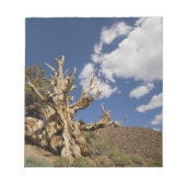 Bristlecone in het Ancient Bristlecone Forest, Notitieblok (Voorkant)