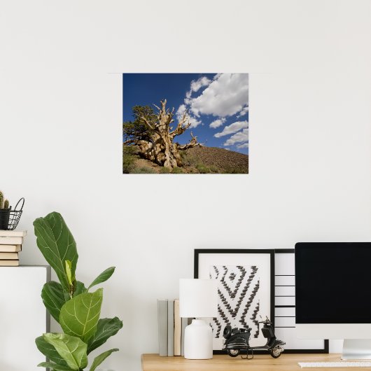 Bristlecone in het Ancient Bristlecone Forest, Poster (Thuiskantoor)