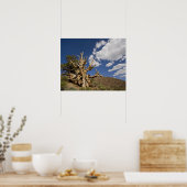 Bristlecone in het Ancient Bristlecone Forest, Poster (Keuken)