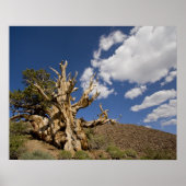 Bristlecone in het Ancient Bristlecone Forest, Poster (Voorkant)