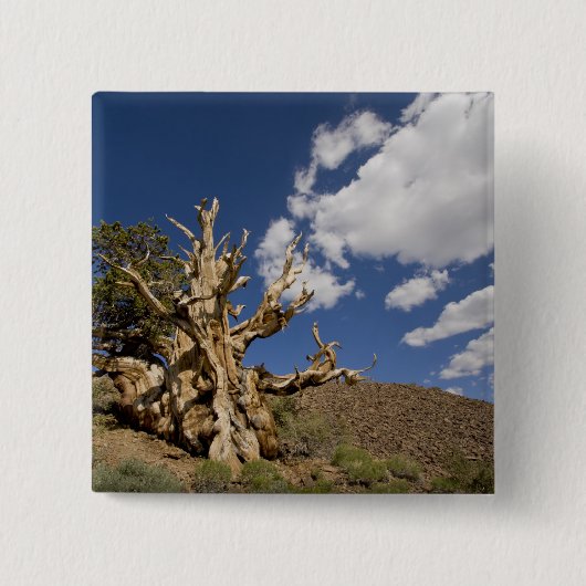 Bristlecone in het Ancient Bristlecone Forest, Vierkante Button 5,1 Cm (Voorkant)