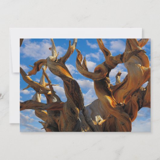 Bristlecone Pijnboom Bedankkaart (Voorkant)