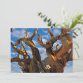 Bristlecone Pijnboom Bedankkaart (Staand voorkant)
