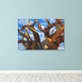 Bristlecone Pijnboom Canvas Afdruk (Insitu (Houten vloer))
