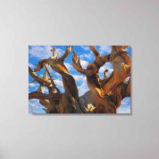 Bristlecone Pijnboom Canvas Afdruk (Voorkant)