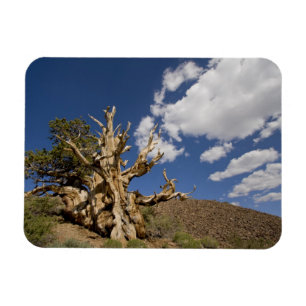 Bristlecone pijnboom in Ancient Bristlecone Forest Magneet