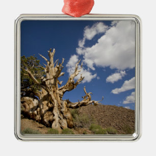 Bristlecone pijnboom in Ancient Bristlecone Forest Metalen Ornament