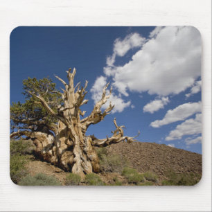 Bristlecone pijnboom in Ancient Bristlecone Forest Muismat