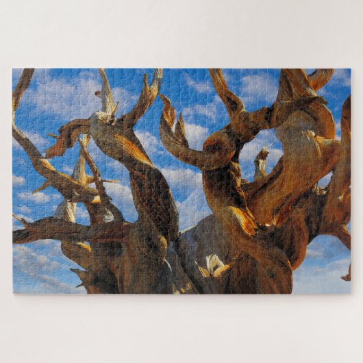 Bristlecone Pijnboom Legpuzzel (Horizontaal)